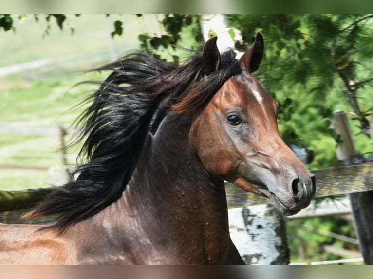 Koń czystej krwi arabskiej Ogier in Tiefenbach