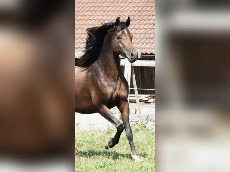 Koń czystej krwi arabskiej Ogier in Tiefenbach
