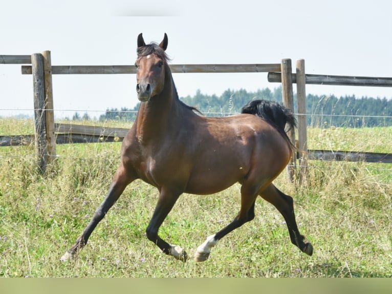 Koń czystej krwi arabskiej Ogier in Tiefenbach