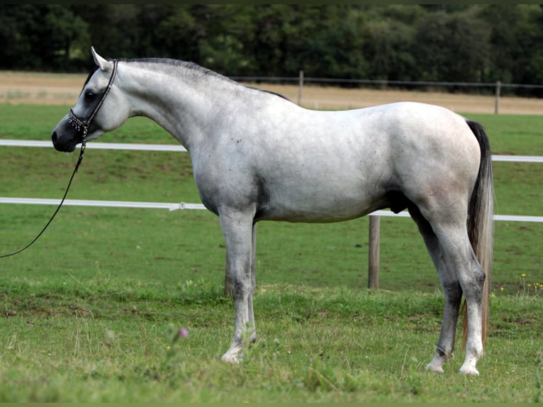 Koń czystej krwi arabskiej Ogier Siwa in Gemünden (Felda)