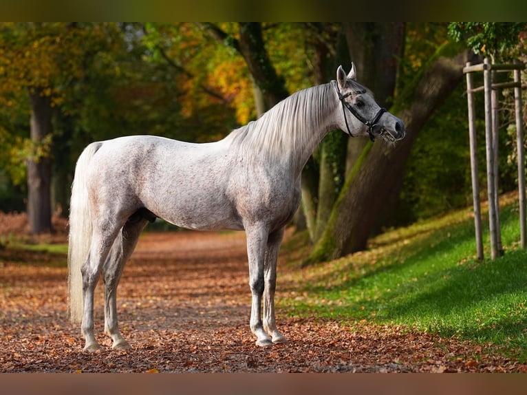 Koń czystej krwi arabskiej Ogier Siwa in Gemünden (Felda)