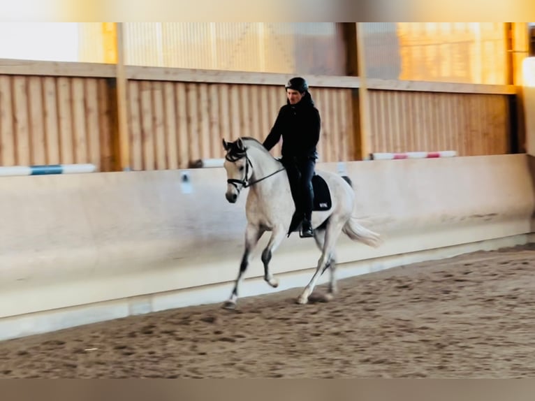 Koń czystej krwi arabskiej Ogier Siwa in Gemünden (Felda)