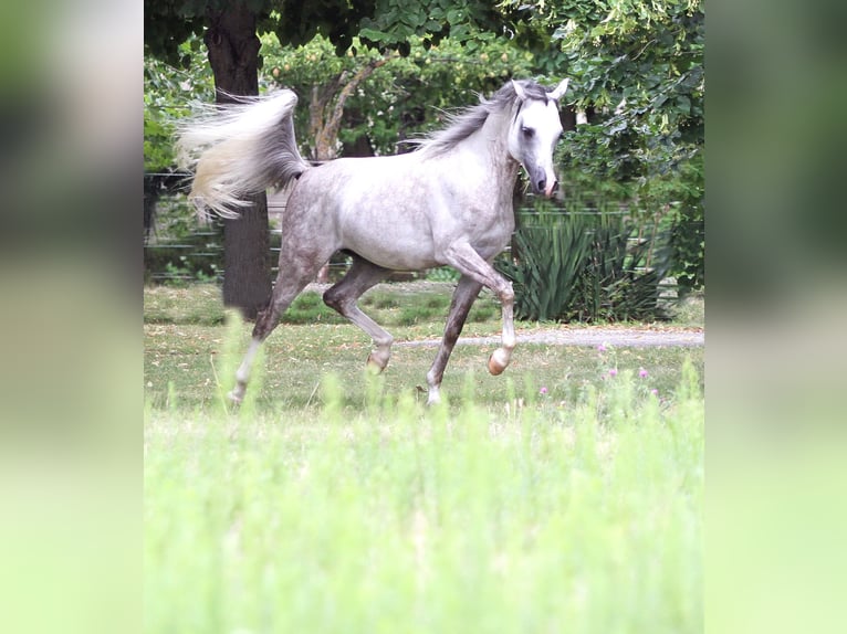 Koń czystej krwi arabskiej Ogier Siwa in Rohrau