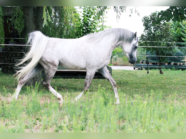 Koń czystej krwi arabskiej Ogier Siwa in Rohrau