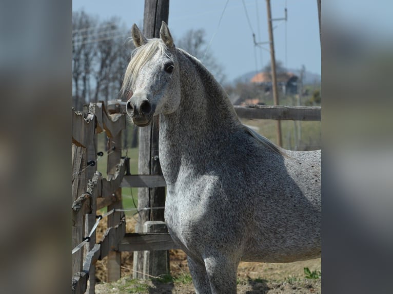 Koń czystej krwi arabskiej Ogier Siwa in Koprivnica