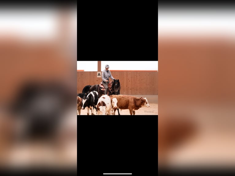 Koń czystej krwi arabskiej Ogier Skarogniada in Ingolstadt