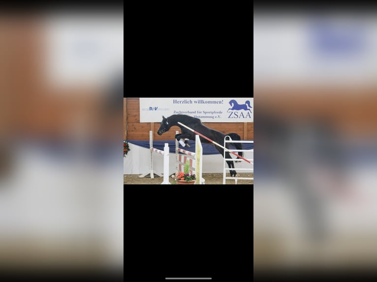 Koń czystej krwi arabskiej Ogier Skarogniada in Ingolstadt