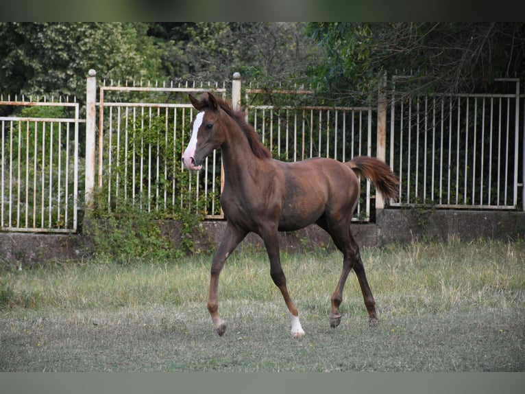 Koń czystej krwi arabskiej Ogier Źrebak (05/2025) 110 cm Ciemnokasztanowata in Sofia