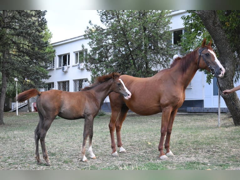 Koń czystej krwi arabskiej Ogier Źrebak (05/2025) 110 cm Ciemnokasztanowata in Sofia