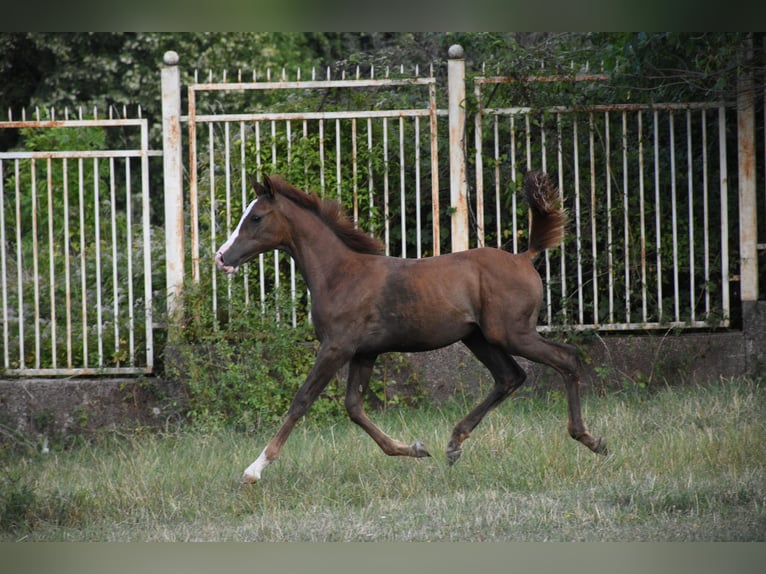 Koń czystej krwi arabskiej Ogier Źrebak (05/2025) 110 cm Ciemnokasztanowata in Sofia