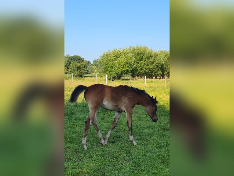 Koń czystej krwi arabskiej Ogier  121 cm Ciemnogniada in Ostrhauderfehn