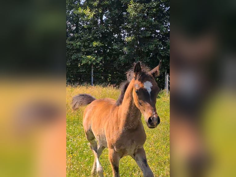 Koń czystej krwi arabskiej Ogier  121 cm Ciemnogniada in Ostrhauderfehn