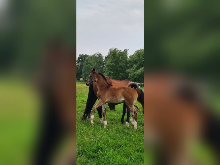 Koń czystej krwi arabskiej Ogier  121 cm Ciemnogniada in Ostrhauderfehn