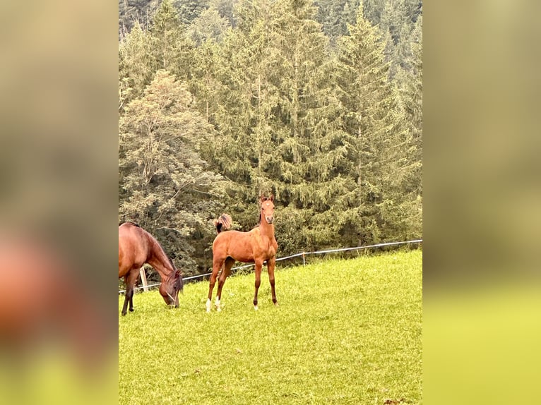 Koń czystej krwi arabskiej Ogier Źrebak (04/2024) 155 cm Gniada in Hinterstoder