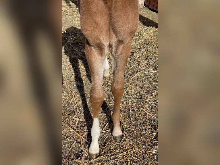 Koń czystej krwi arabskiej Ogier Źrebak (04/2025) 156 cm Siwa in Gem&#xFC;nden (Felda)