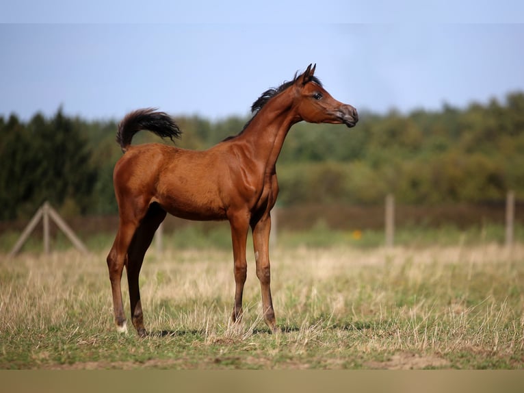 Koń czystej krwi arabskiej Ogier Źrebak (04/2026) 157 cm Gniada in Stryków