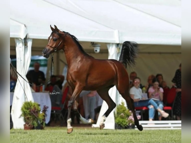 Koń czystej krwi arabskiej Ogier Źrebak (05/2024) 158 cm Gniada in Ustersbach