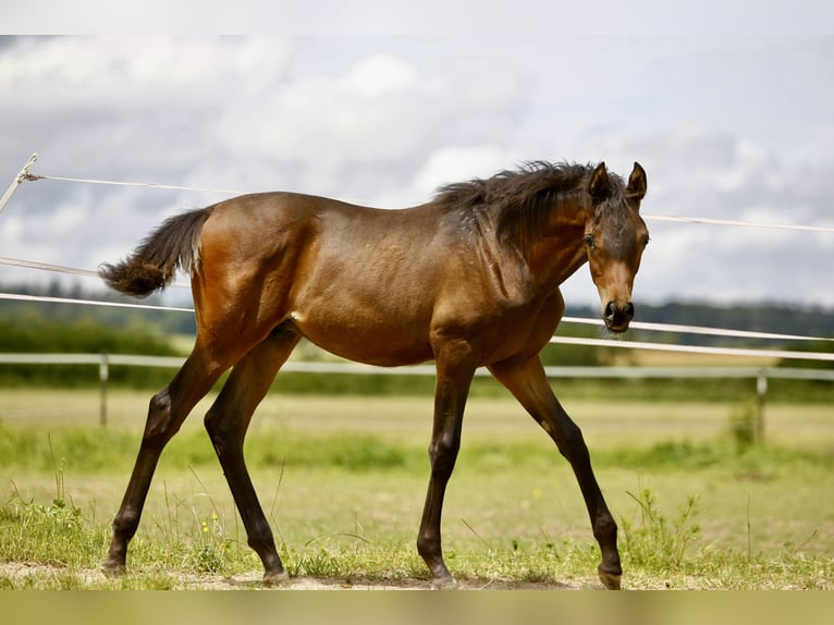 Koń czystej krwi arabskiej Ogier Źrebak (01/2024) 160 cm Ciemnogniada in Leutershausen