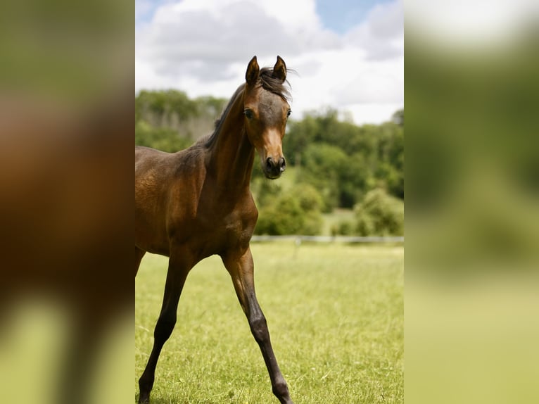 Koń czystej krwi arabskiej Ogier Źrebak (01/2024) 160 cm Ciemnogniada in Leutershausen