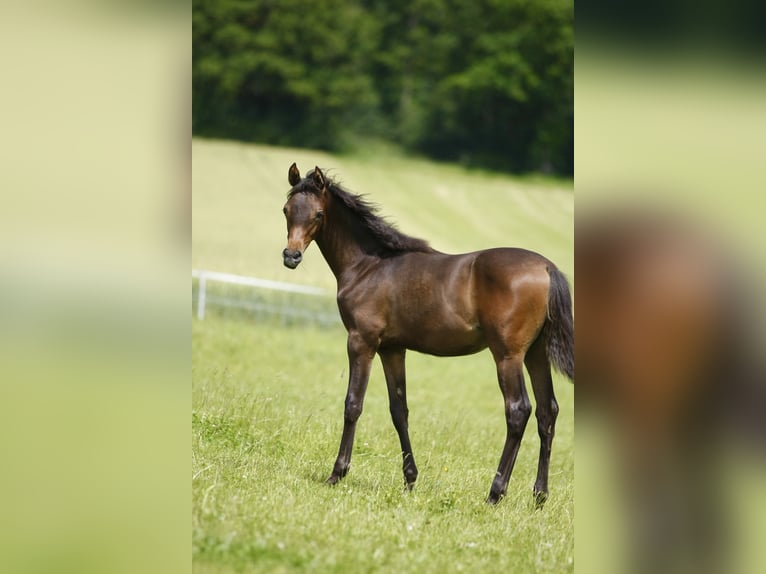 Koń czystej krwi arabskiej Ogier Źrebak (01/2024) 160 cm Ciemnogniada in Leutershausen