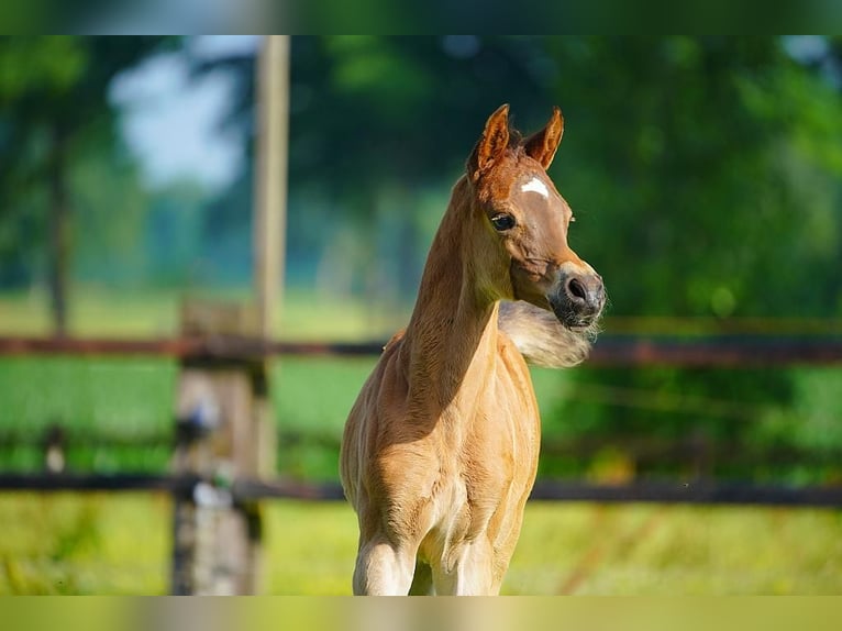 Koń czystej krwi arabskiej Ogier Źrebak (06/2025) Gniada in Winterswijk Woold
