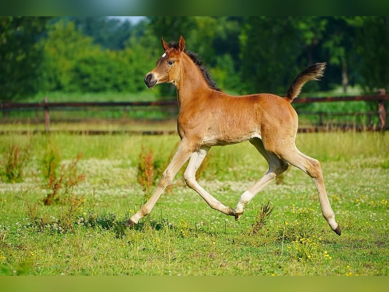 Koń czystej krwi arabskiej Ogier Źrebak (06/2025) Gniada in Winterswijk Woold