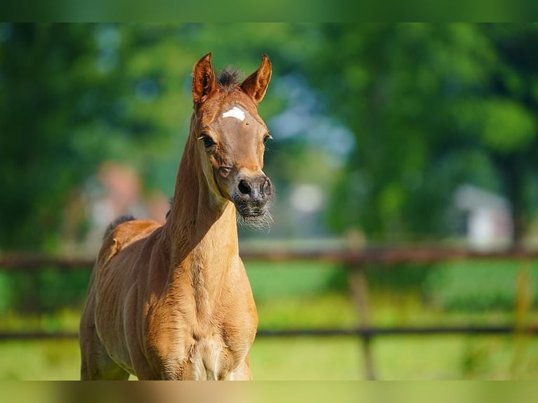 Koń czystej krwi arabskiej Ogier Źrebak (06/2025) Gniada in Winterswijk Woold