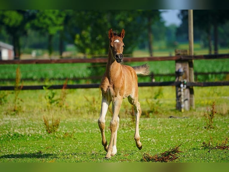 Koń czystej krwi arabskiej Ogier Źrebak (06/2025) Gniada in Winterswijk Woold
