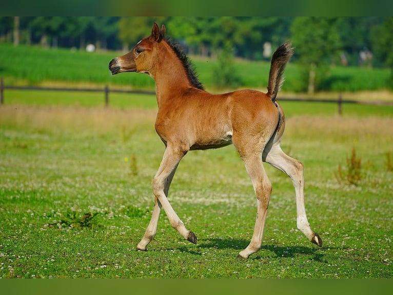Koń czystej krwi arabskiej Ogier Źrebak (06/2025) Gniada in Winterswijk Woold