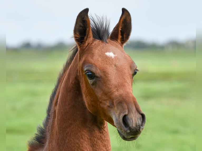 Koń czystej krwi arabskiej Ogier Źrebak (06/2026) Gniada in Aarlanderveen