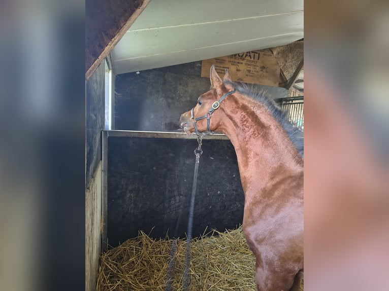 Koń czystej krwi arabskiej Ogier Źrebak (06/2026) Gniada in Aarlanderveen