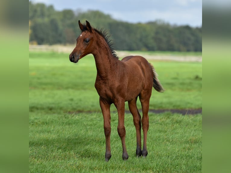 Koń czystej krwi arabskiej Ogier Źrebak (06/2026) Gniada in Aarlanderveen