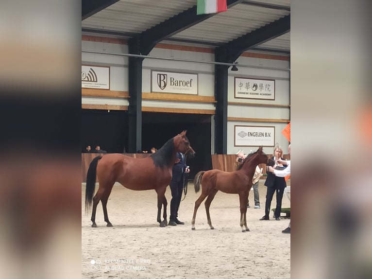 Koń czystej krwi arabskiej Ogier Źrebak (06/2026) Gniada in Aarlanderveen