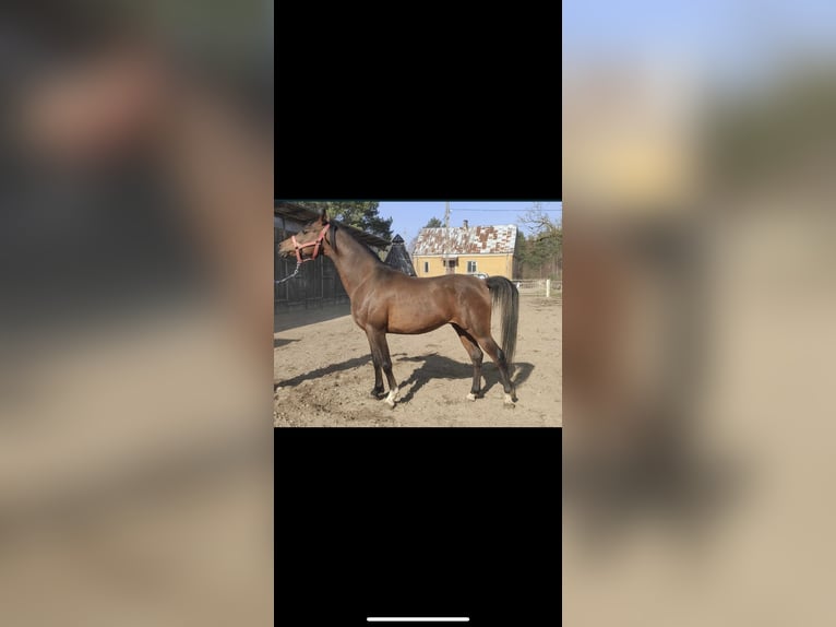Koń czystej krwi arabskiej Ogier  Kasztanowata in Szepietowo