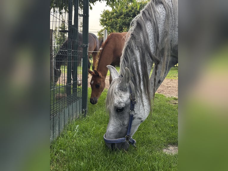 Koń czystej krwi arabskiej Ogier  Kasztanowata in Szepietowo