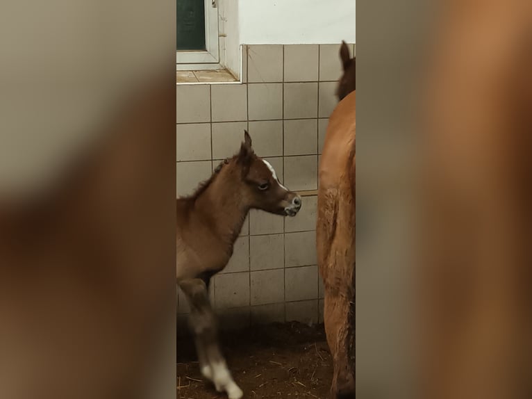 Koń czystej krwi arabskiej Ogier  Kasztanowata in Prags/ Braies