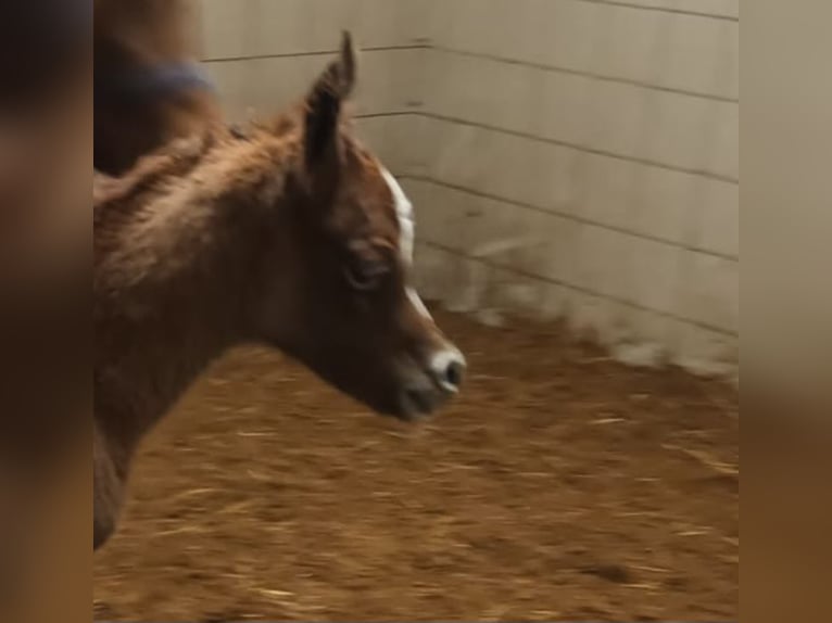 Koń czystej krwi arabskiej Ogier  Kasztanowata in Prags/ Braies