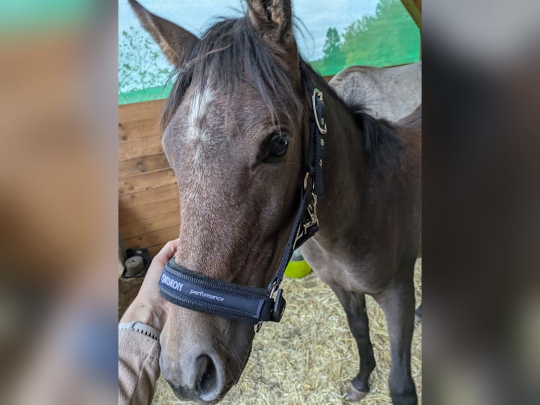 Koń czystej krwi arabskiej Ogier Źrebak (04/2025) Może być siwy in Buchenbach Koń czystej krwi arabskiej Ogier Źrebak (04/2025) Może być siwy in Buchenbach