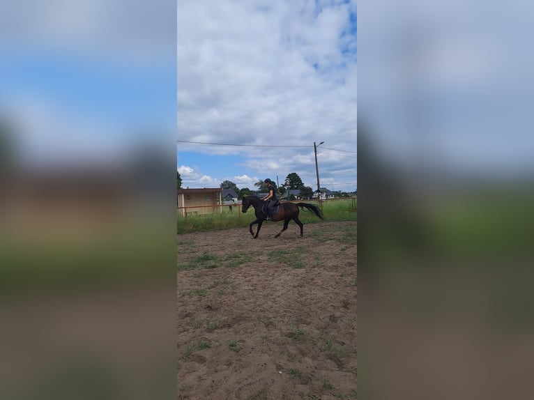 Koń czystej krwi arabskiej Wałach 10 lat 159 cm Gniada in Wawrów