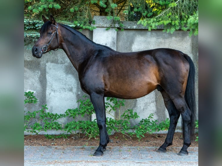 Koń czystej krwi arabskiej Wałach 10 lat 159 cm Gniada in Wawrów