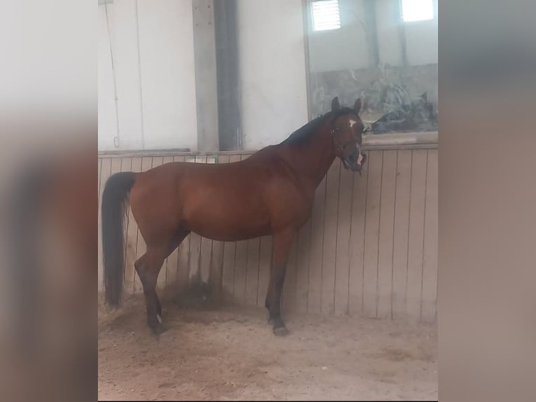 Koń czystej krwi arabskiej Wałach 11 lat 151 cm Gniada in San Pier d'isonzo