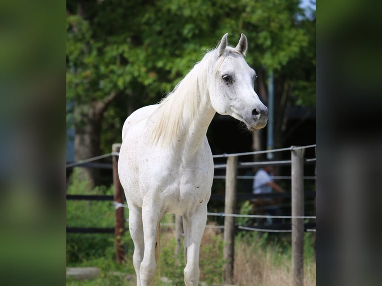 Koń czystej krwi arabskiej Wałach 11 lat 154 cm Siwa w hreczce in Bergkamen