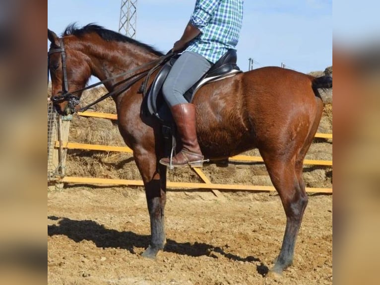 Koń czystej krwi arabskiej Wałach 11 lat 155 cm Gniada in Sabadell Koń czystej krwi arabskiej Wałach 11 lat 155 cm Gniada in Sabadell