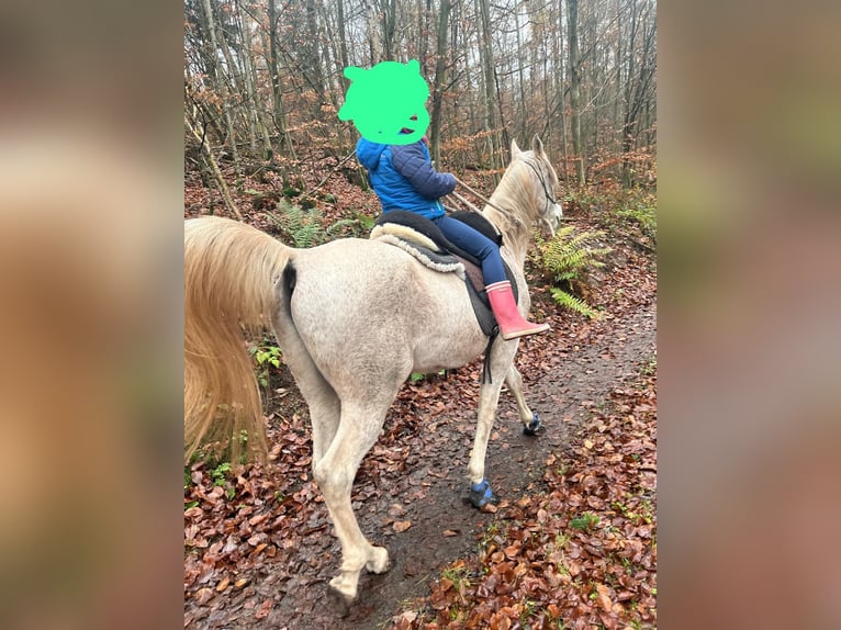 Koń czystej krwi arabskiej Wałach 13 lat 148 cm Siwa w hreczce in Battenberg (Eder)Battenberg