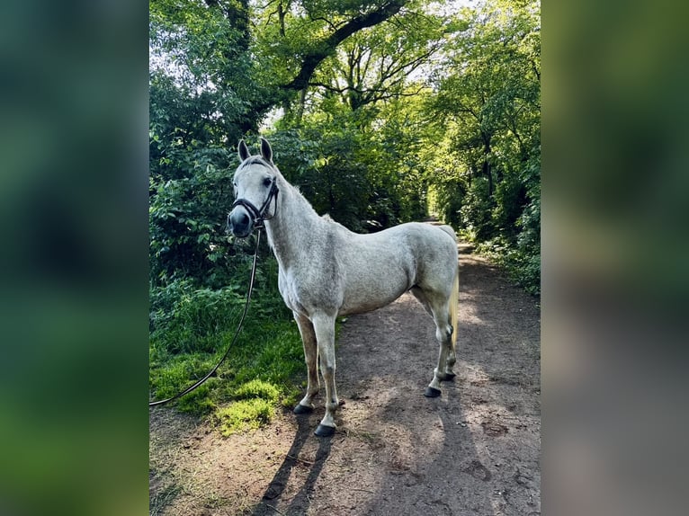 Koń czystej krwi arabskiej Wałach 13 lat 155 cm Siwa w hreczce in Oldenzaal