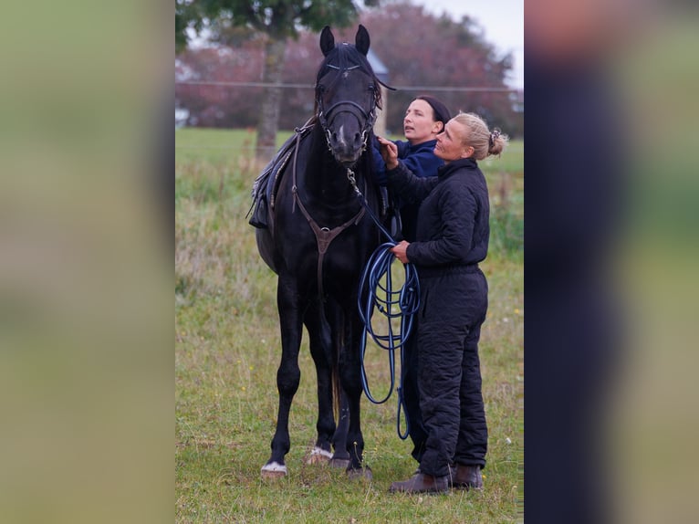 Koń czystej krwi arabskiej Wałach 13 lat 158 cm Kara in Hobro