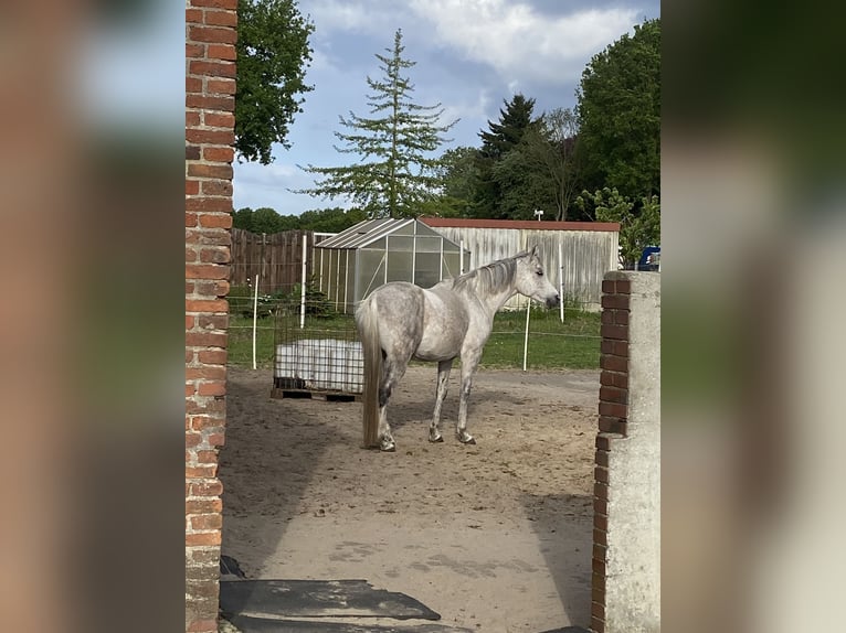 Koń czystej krwi arabskiej Wałach 13 lat 158 cm Siwa w hreczce in Papenburg