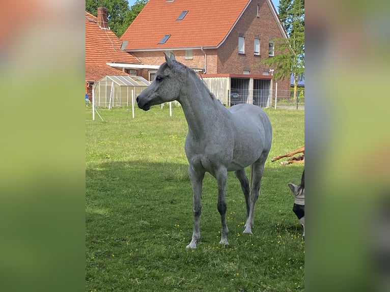 Koń czystej krwi arabskiej Wałach 13 lat 158 cm Siwa w hreczce in Papenburg