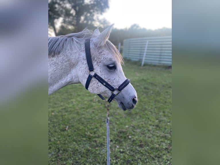 Koń czystej krwi arabskiej Wałach 13 lat 159 cm Siwa w hreczce in Papenburg