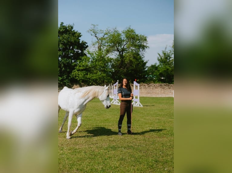 Koń czystej krwi arabskiej Wałach 13 lat 162 cm Siwa in Bradu